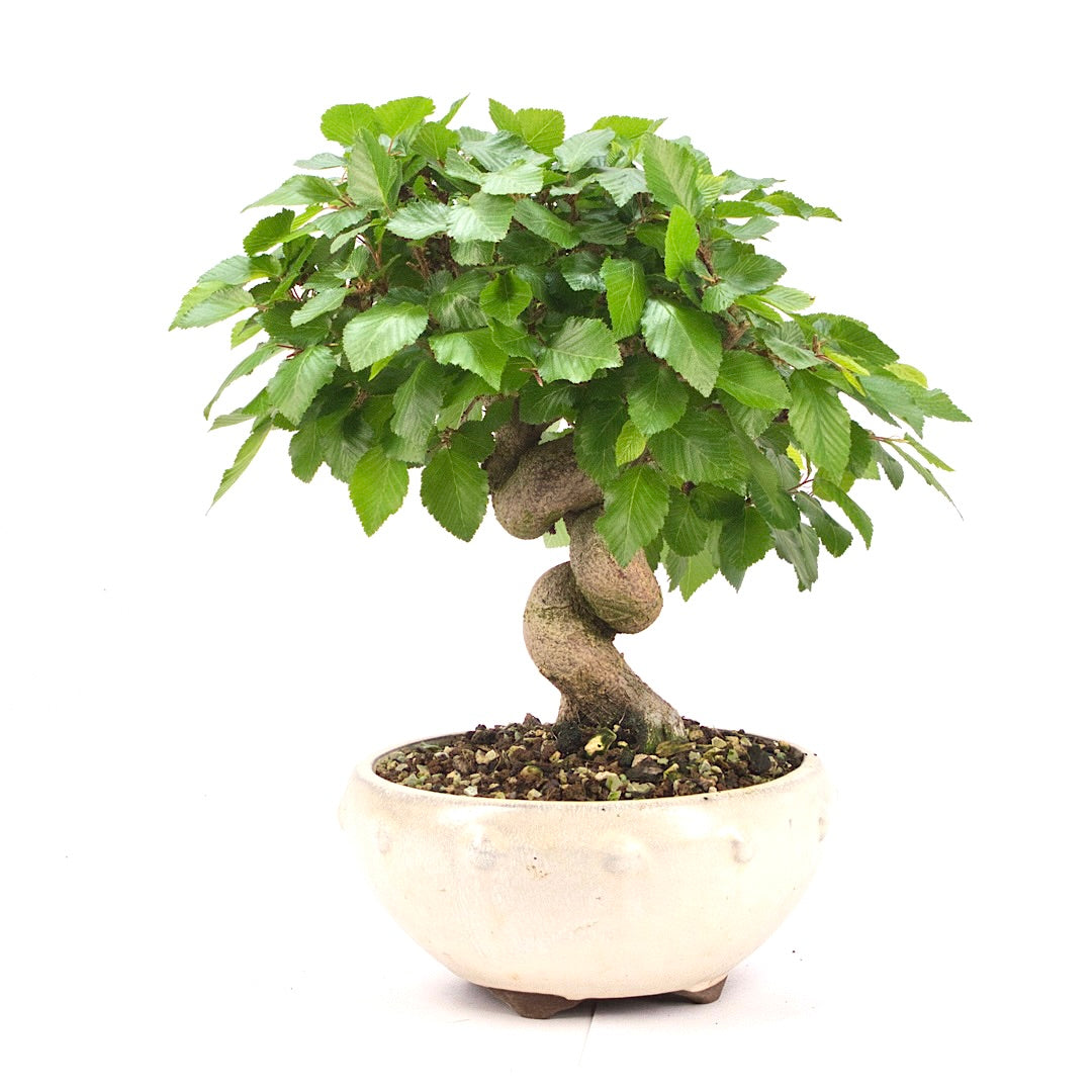 Koreanische Hainbuche ‚Carpinus turczaninowi‘